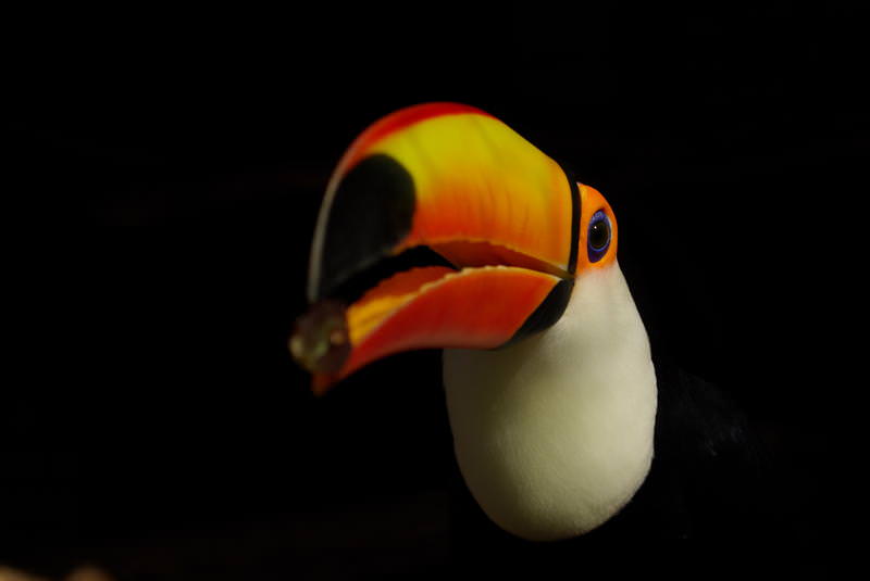 tucan